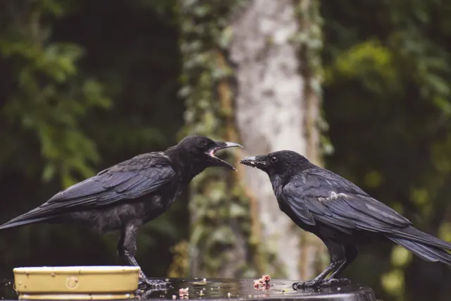 Two dark birds perched on a wooden surface