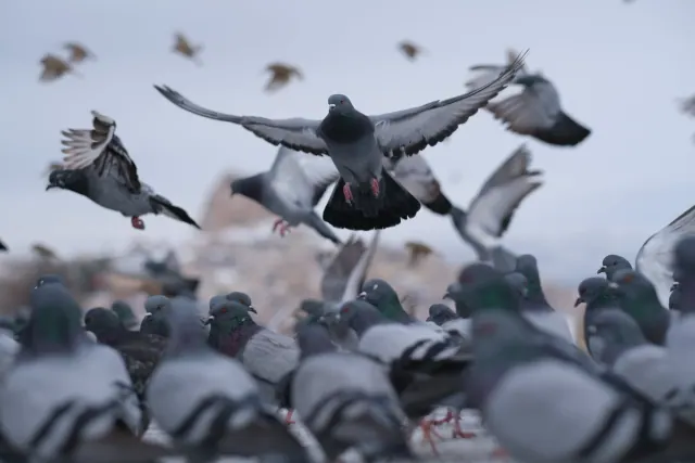 Pigeons standing and taking flight in a flock