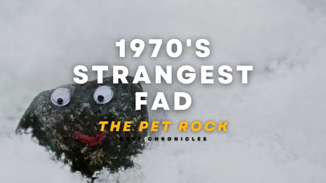 Legacy Pet Rock title card showing a decorated stone in snow