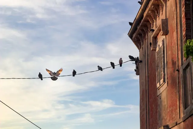 Birds perched on wires beside a building