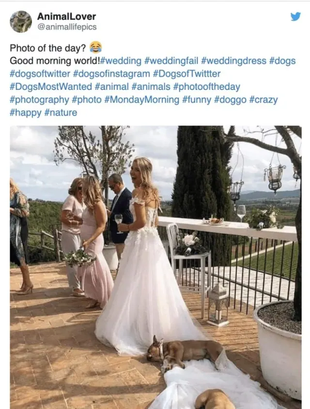 Archived AnimalLover post above dogs resting on the train of a wedding dress outdoors